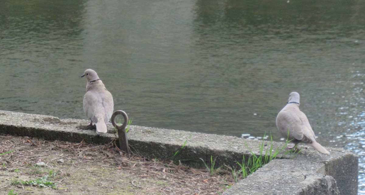 Eurasian Collared-Dove - ML620358083