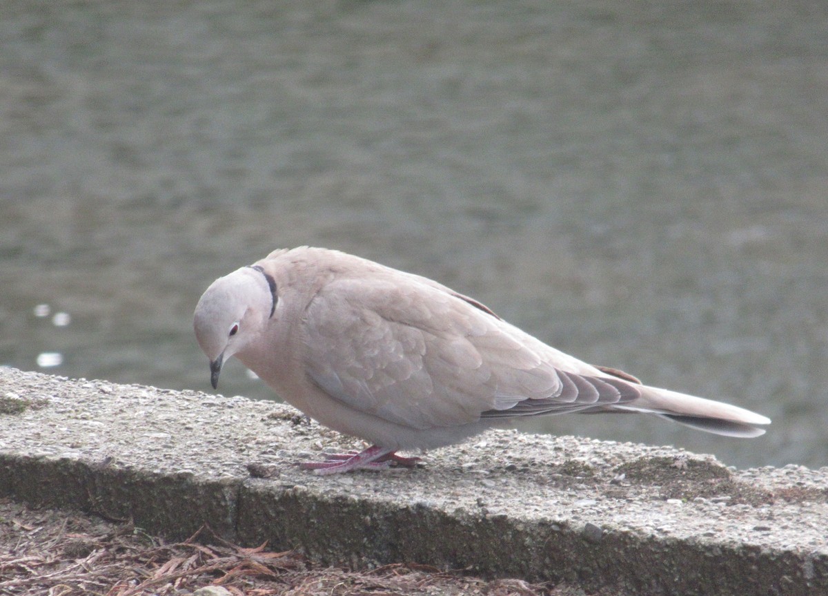 Eurasian Collared-Dove - ML620358084