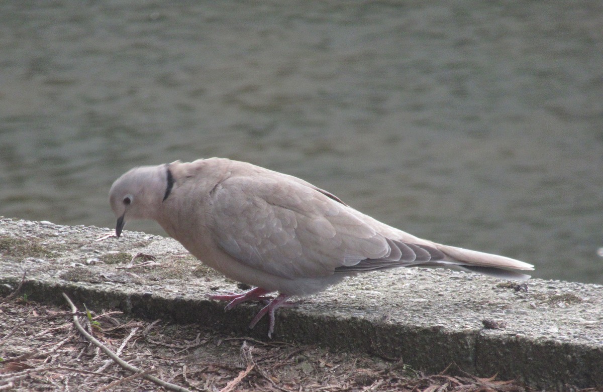 Eurasian Collared-Dove - ML620358085