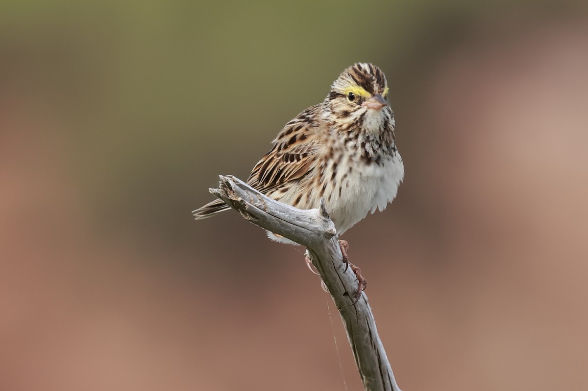 Savannah Sparrow (Savannah) - ML620358088