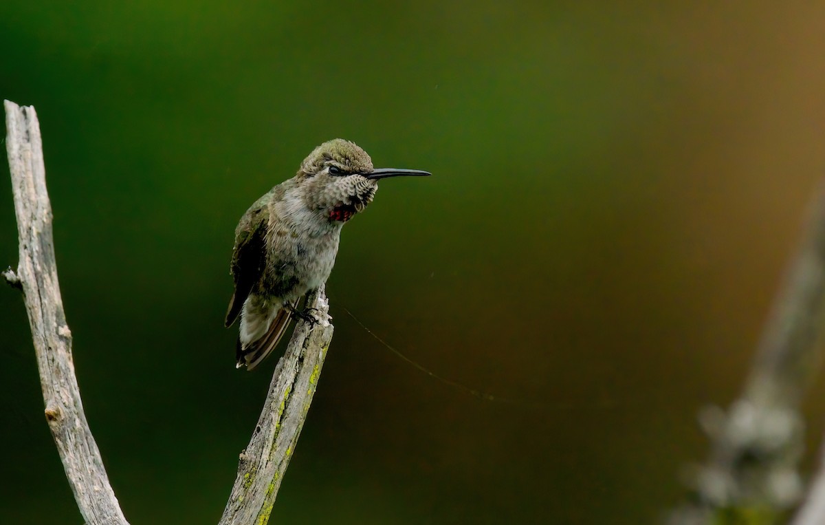Anna's Hummingbird - ML620358102