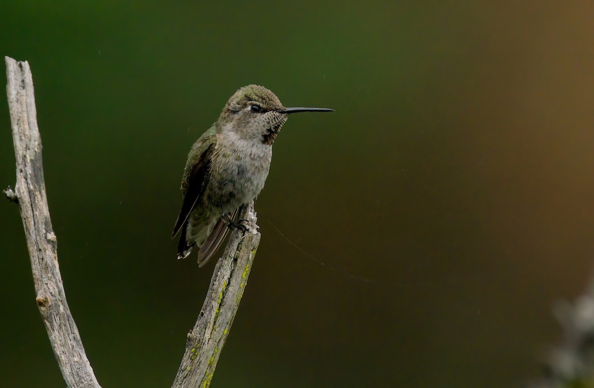 Anna's Hummingbird - ML620358103