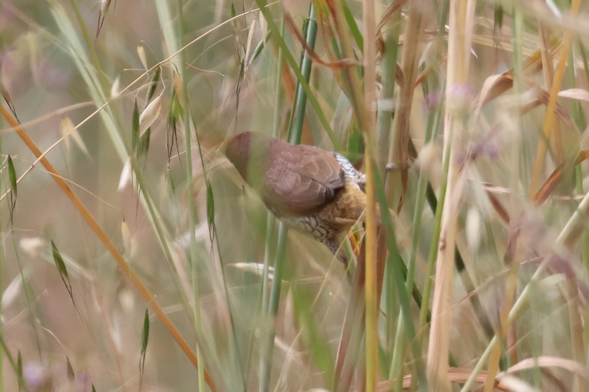 Scaly-breasted Munia - ML620358111