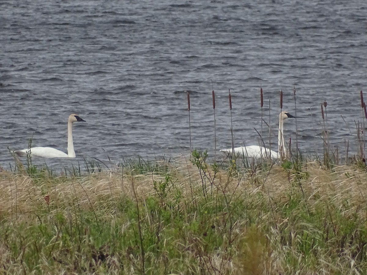 Trumpeter Swan - ML620358124