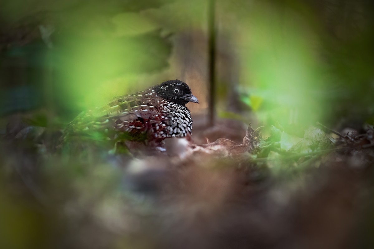 Black-breasted Buttonquail - ML620358125