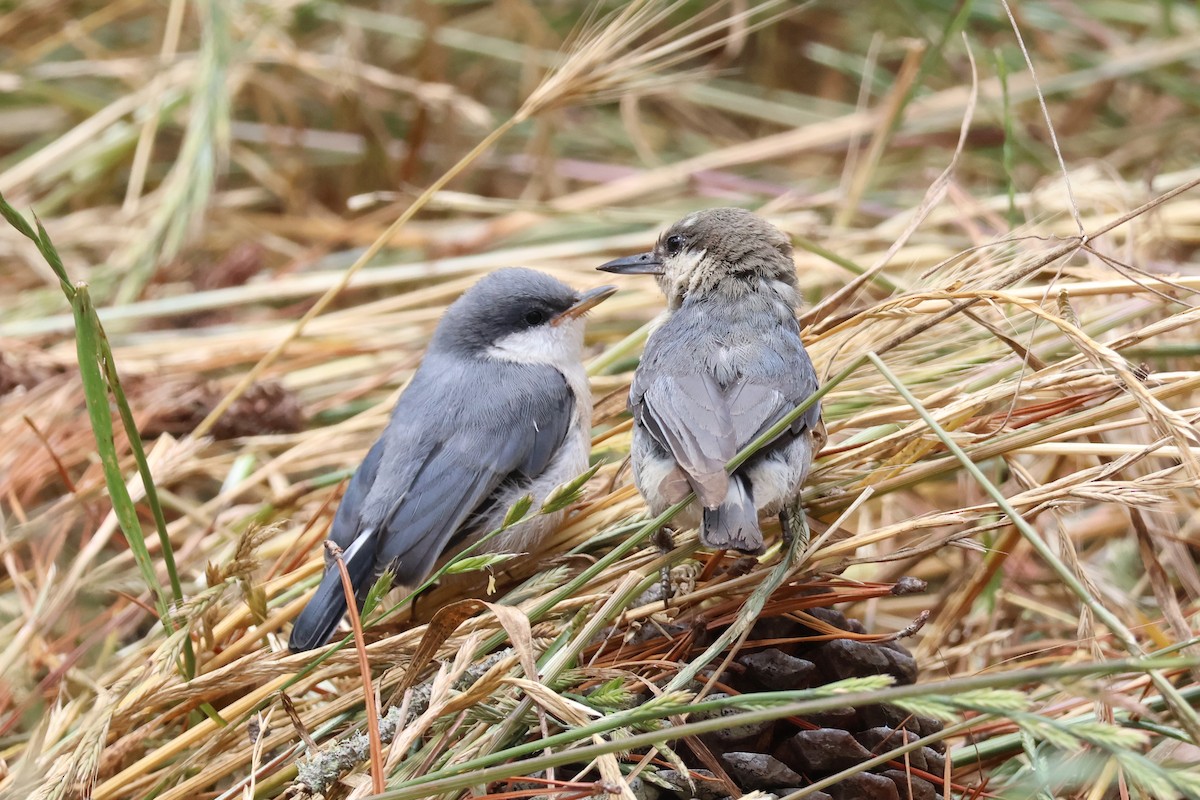 Pygmy Nuthatch - ML620358126