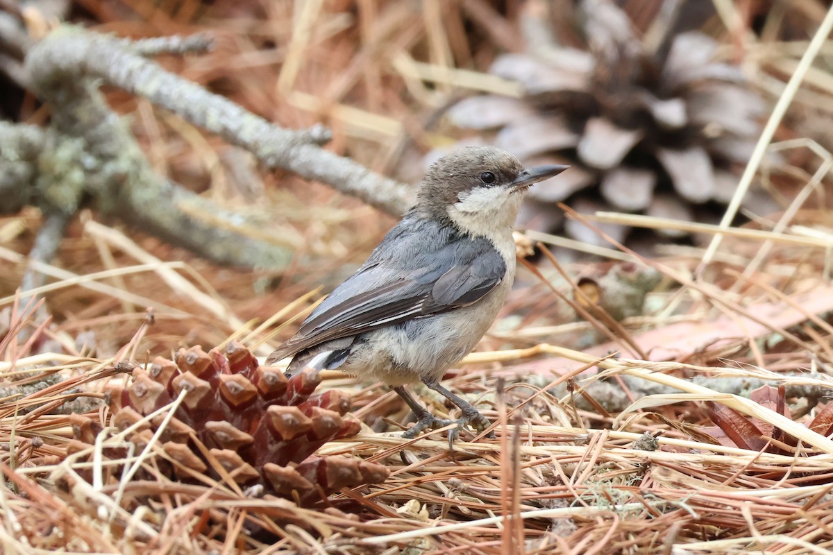 Pygmy Nuthatch - ML620358131