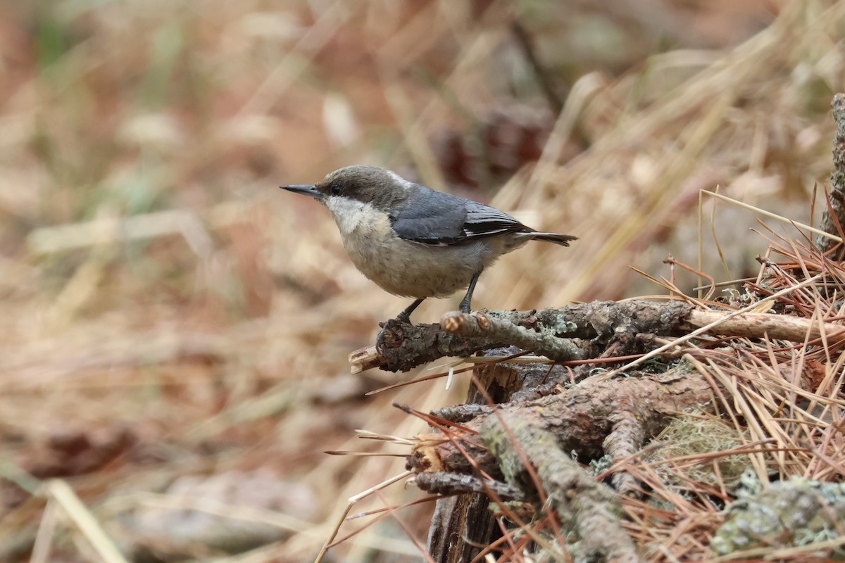 Pygmy Nuthatch - ML620358137