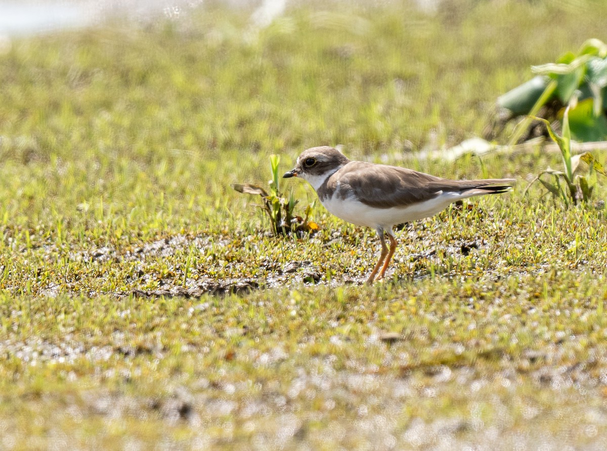 Semipalmated Plover - ML620358139