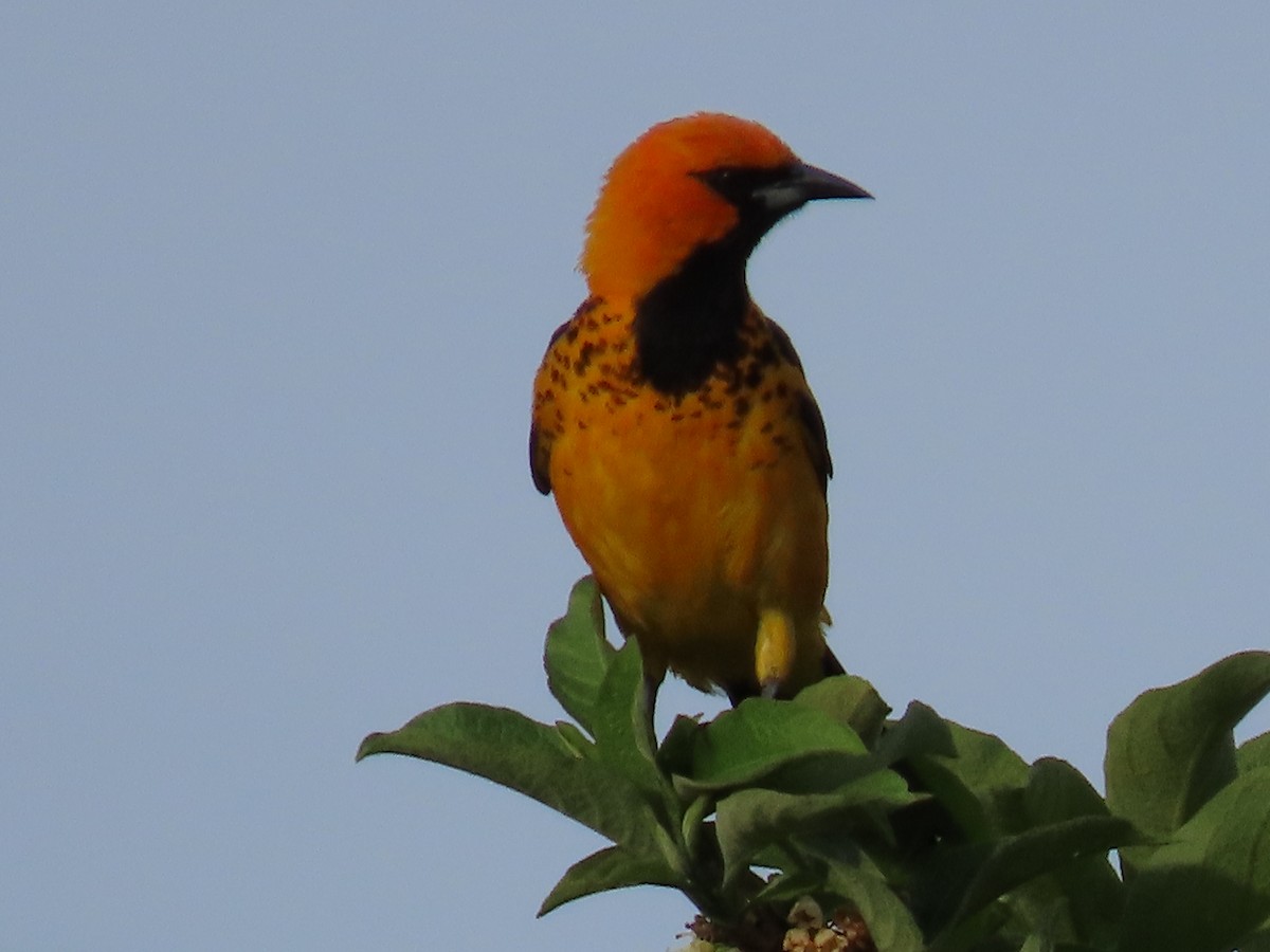 Oriole maculé - ML620358144