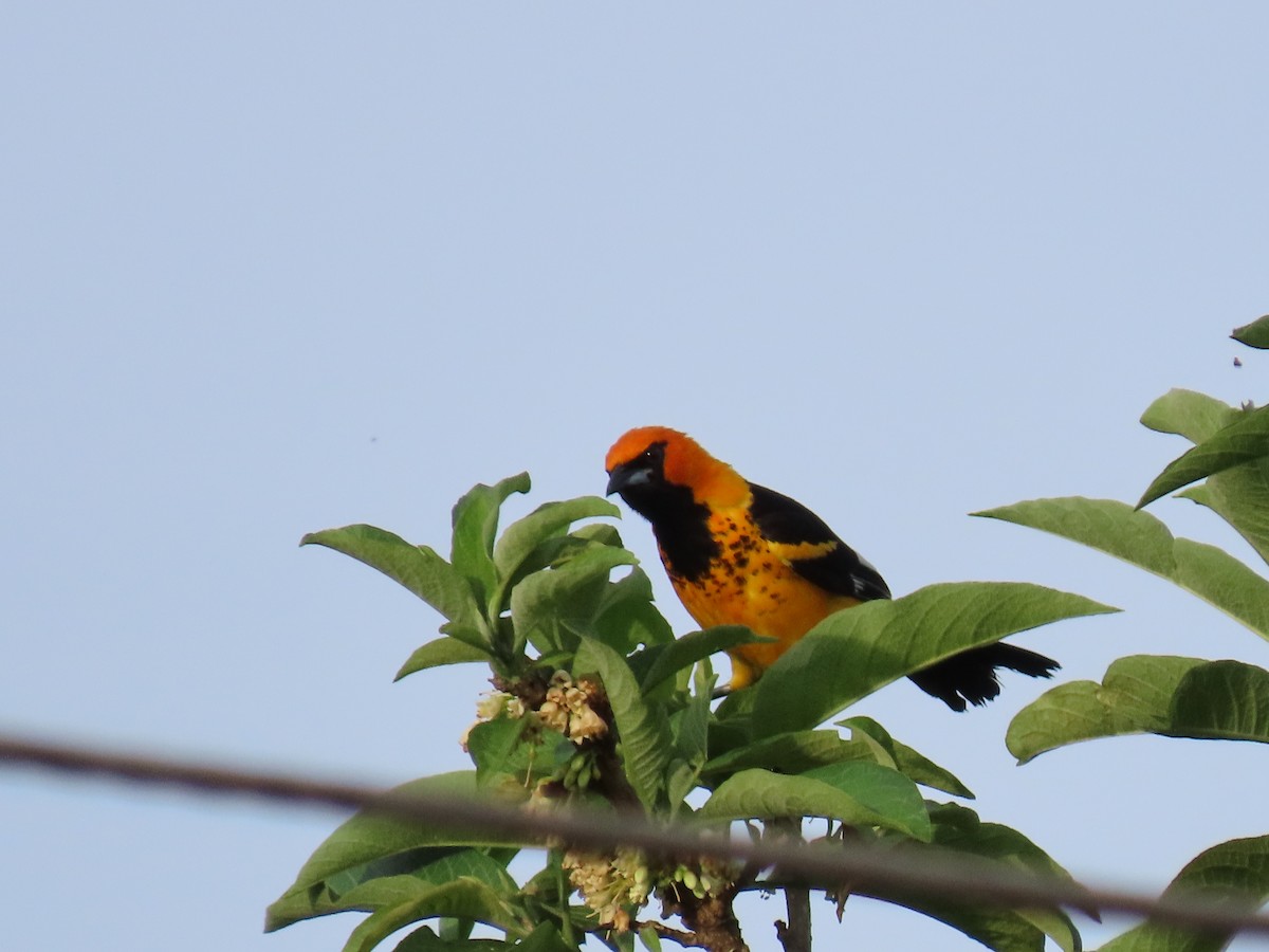 Spot-breasted Oriole - ML620358145