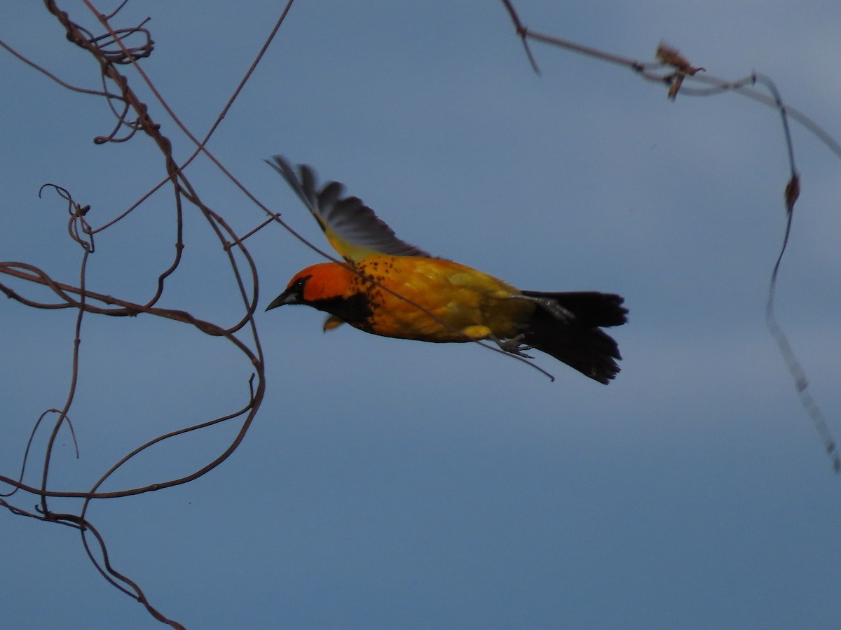 Spot-breasted Oriole - ML620358146
