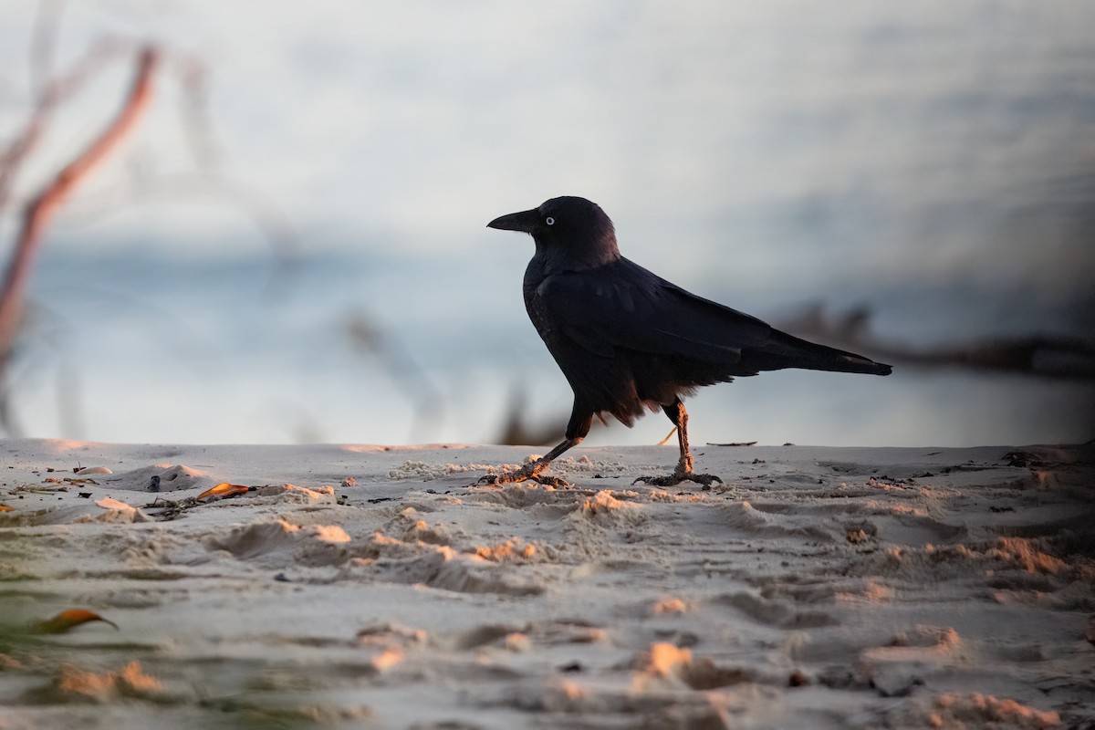 Corbeau de Torres - ML620358148