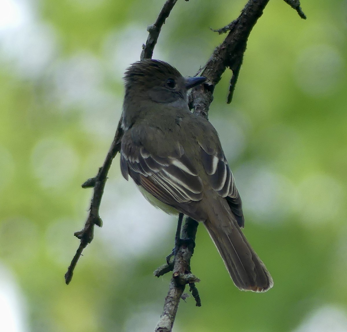 Great Crested Flycatcher - ML620358151