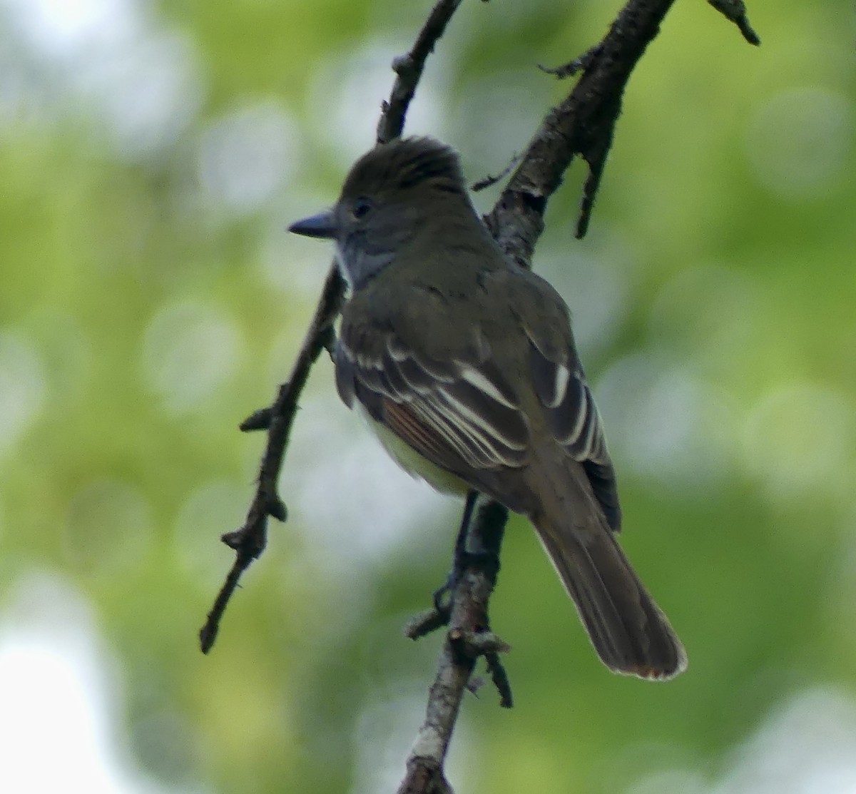 Great Crested Flycatcher - ML620358152