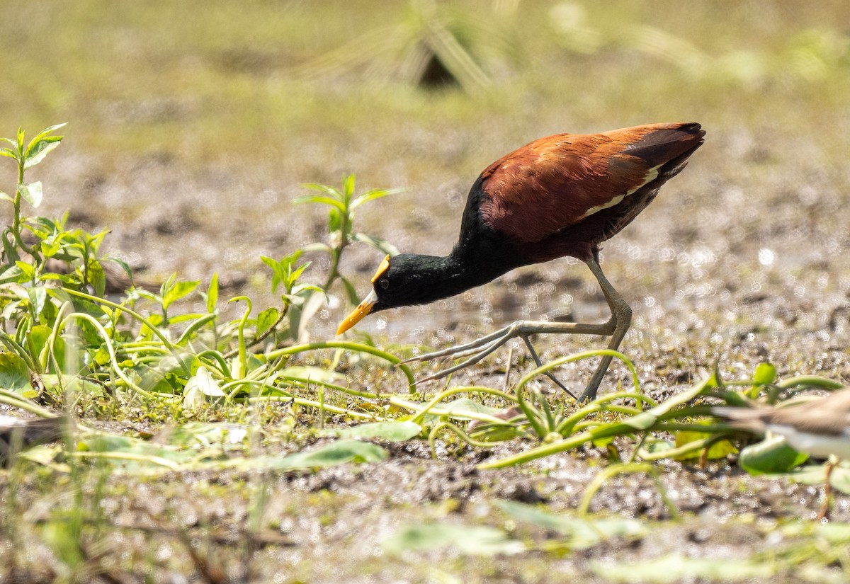 Northern Jacana - ML620358163