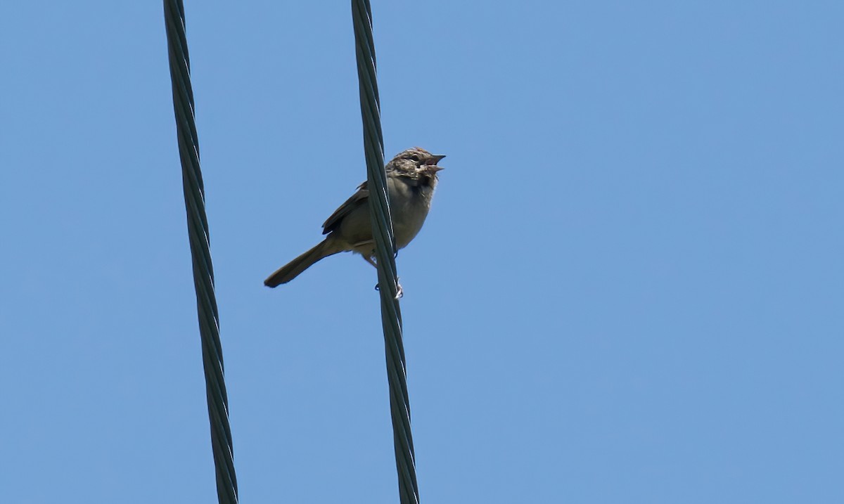 Rufous-crowned Sparrow - ML620358174