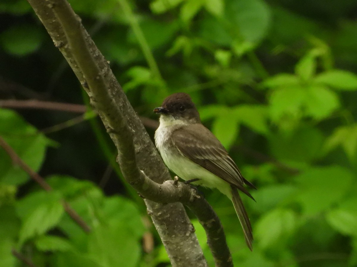 Eastern Phoebe - ML620358175