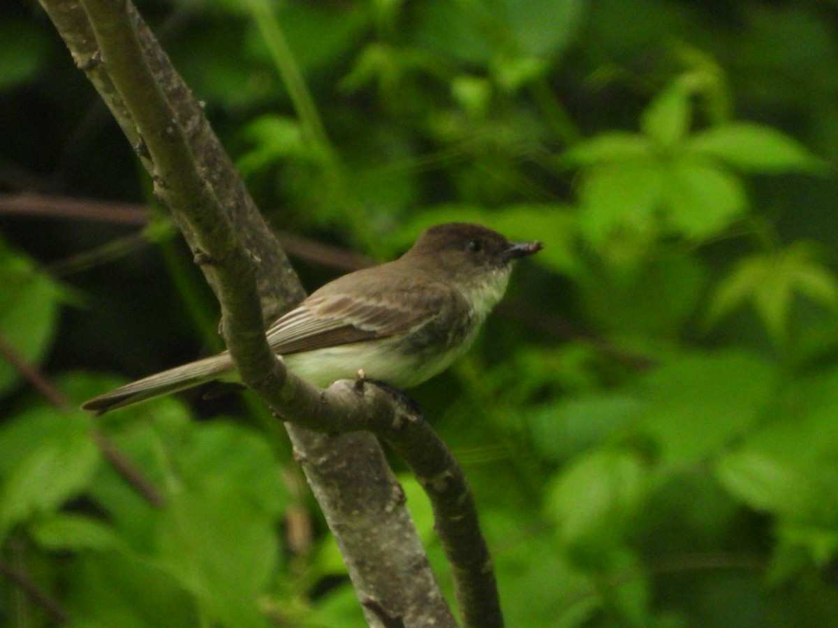 Eastern Phoebe - ML620358176