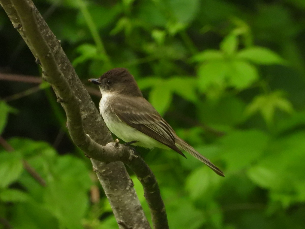 Eastern Phoebe - Spence Brennick