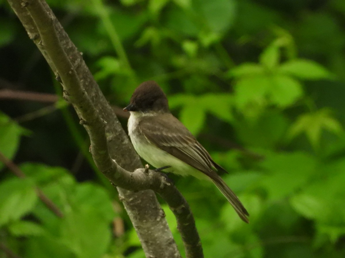 Eastern Phoebe - ML620358178