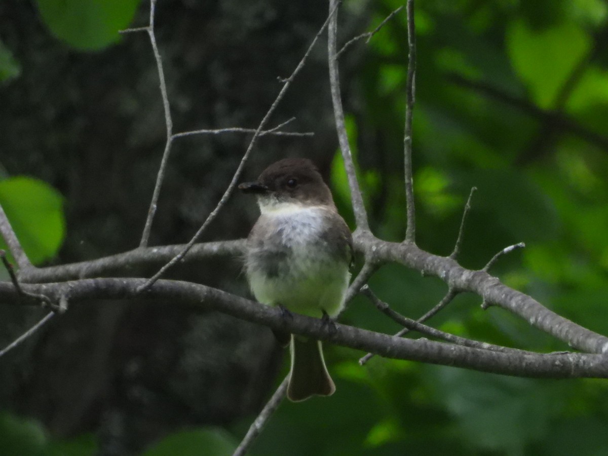 Eastern Phoebe - Spence Brennick