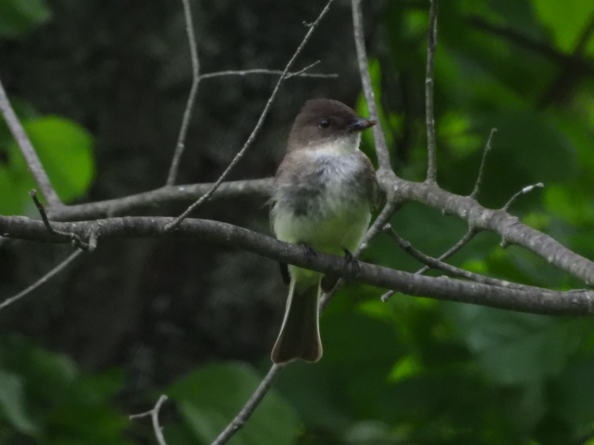 Eastern Phoebe - ML620358180