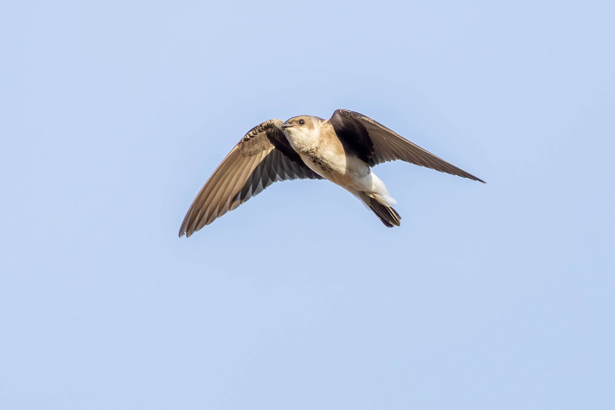 Brown-chested Martin - ML620358195
