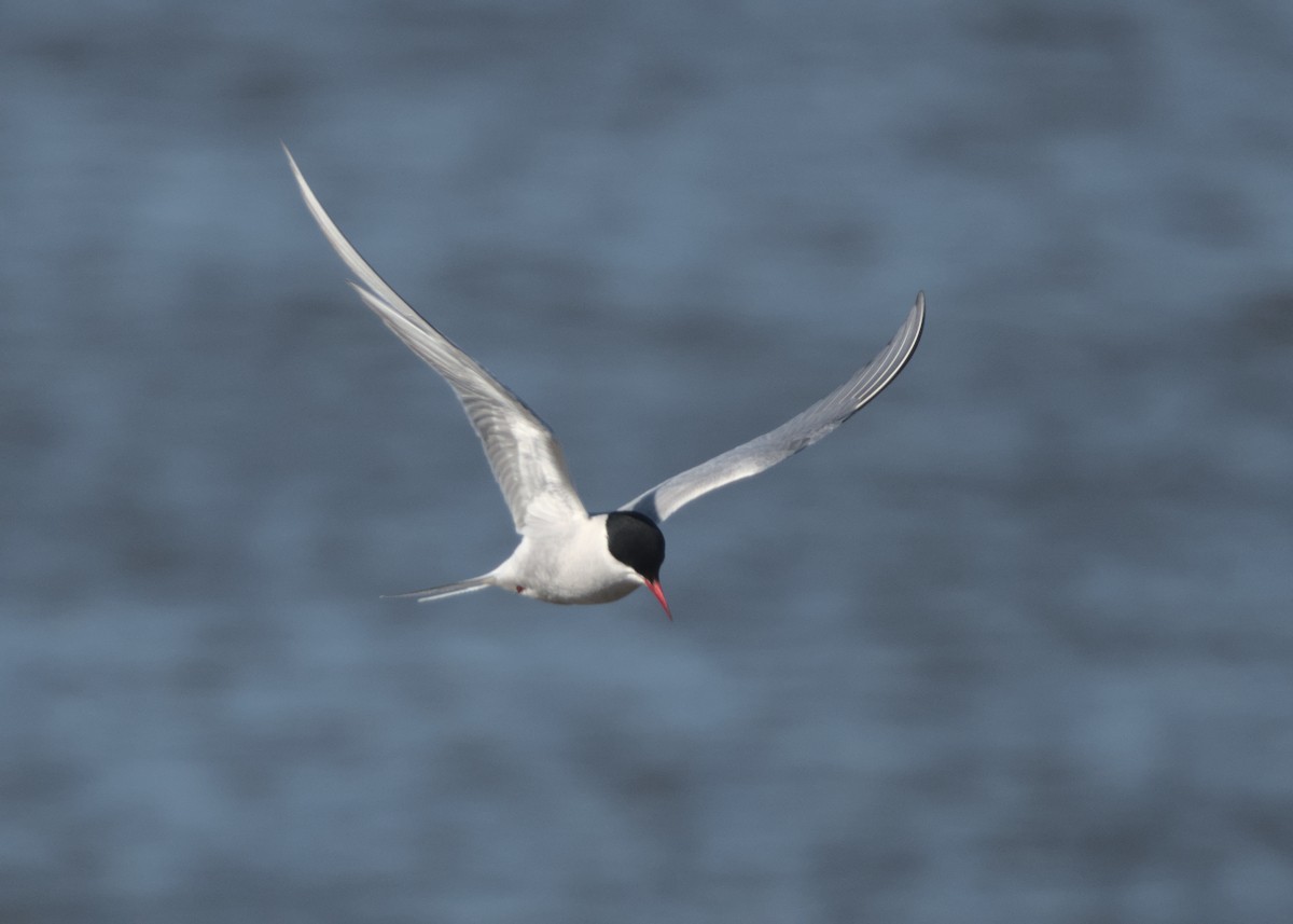 Arctic Tern - Merritt Deeter