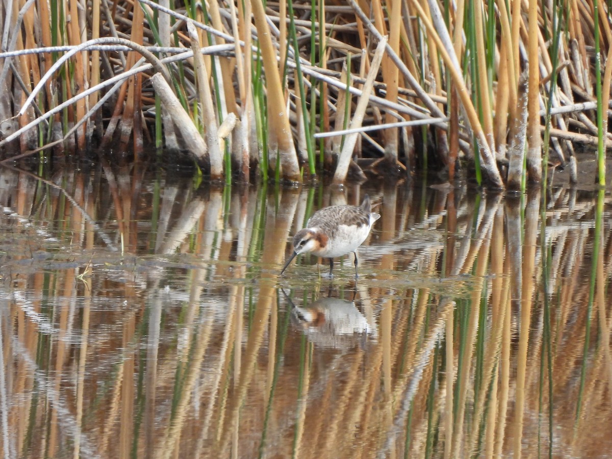 hvithalesvømmesnipe - ML620358199