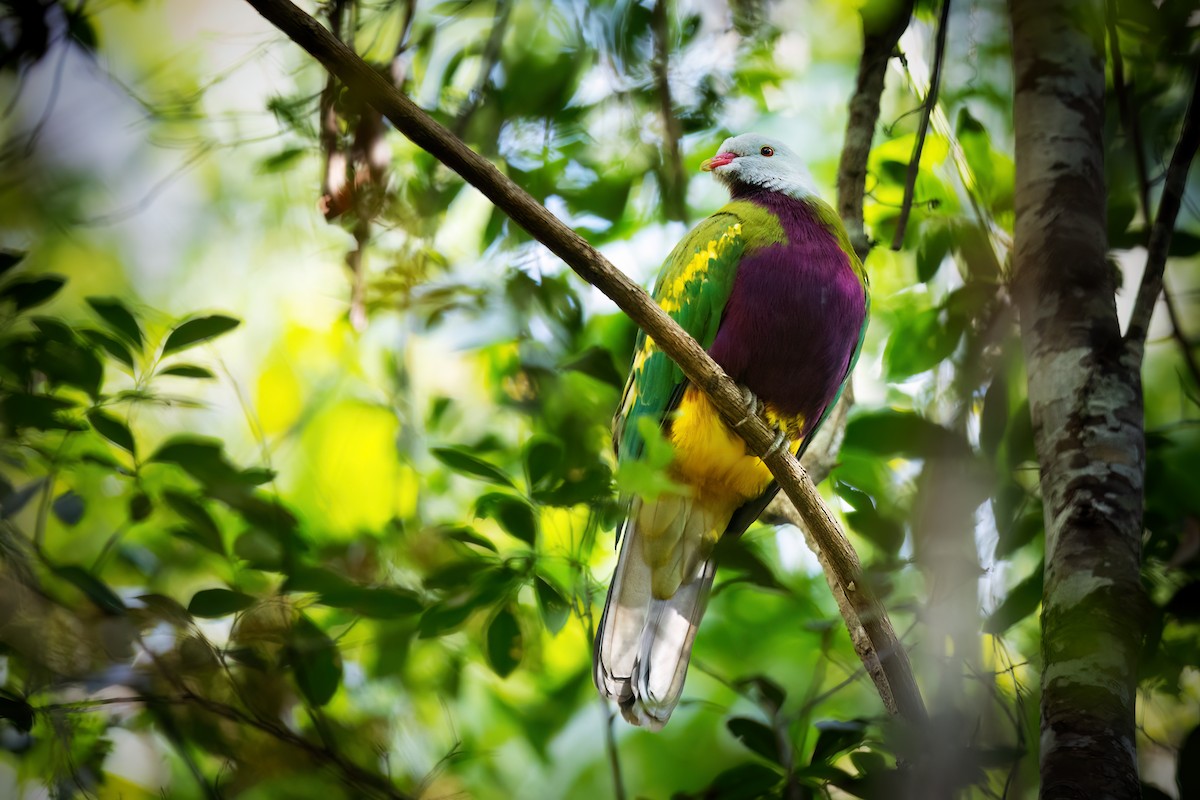 Wompoo Fruit-Dove - JJ Harrison