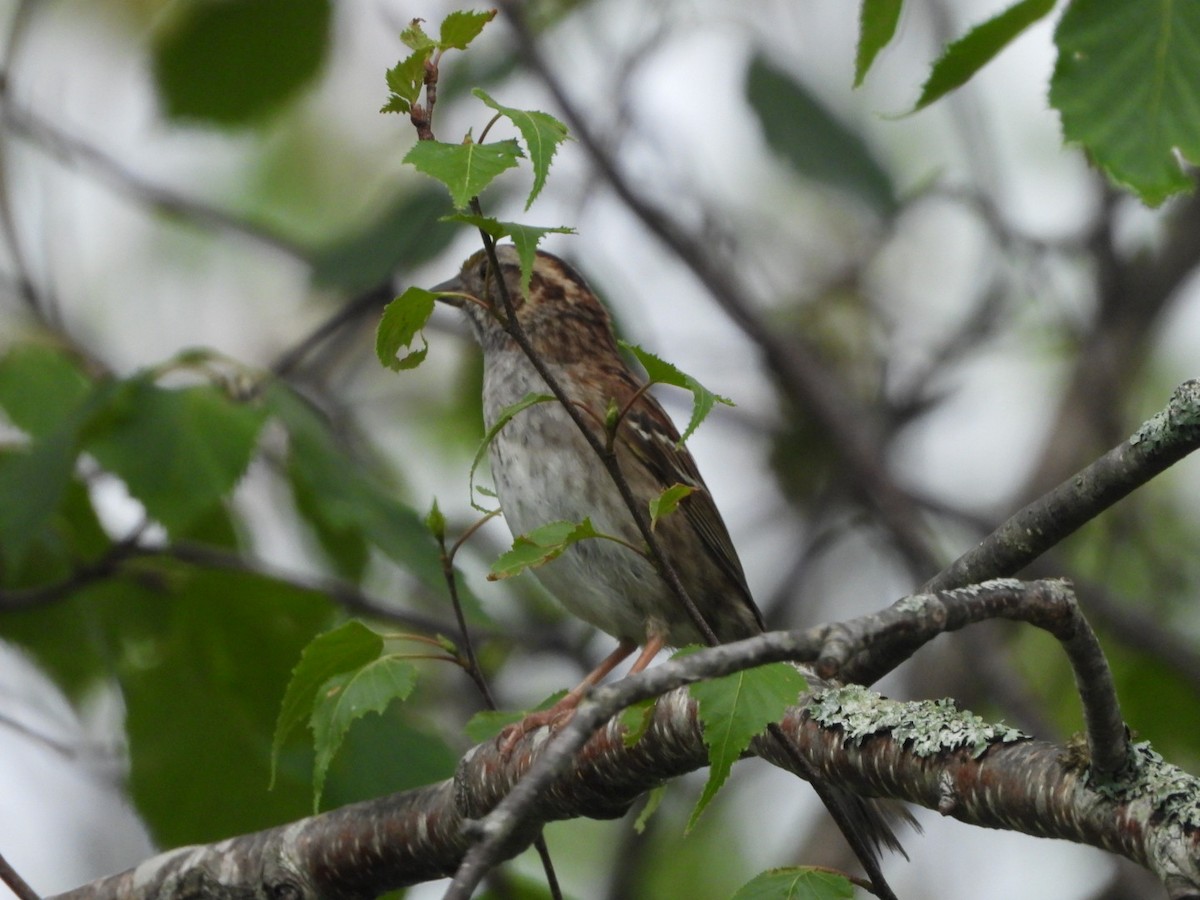 Savannah Sparrow - ML620358205