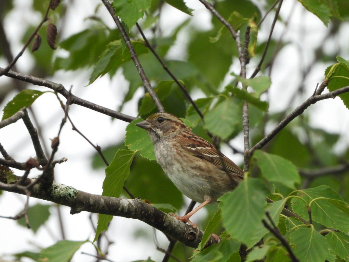Savannah Sparrow - ML620358206