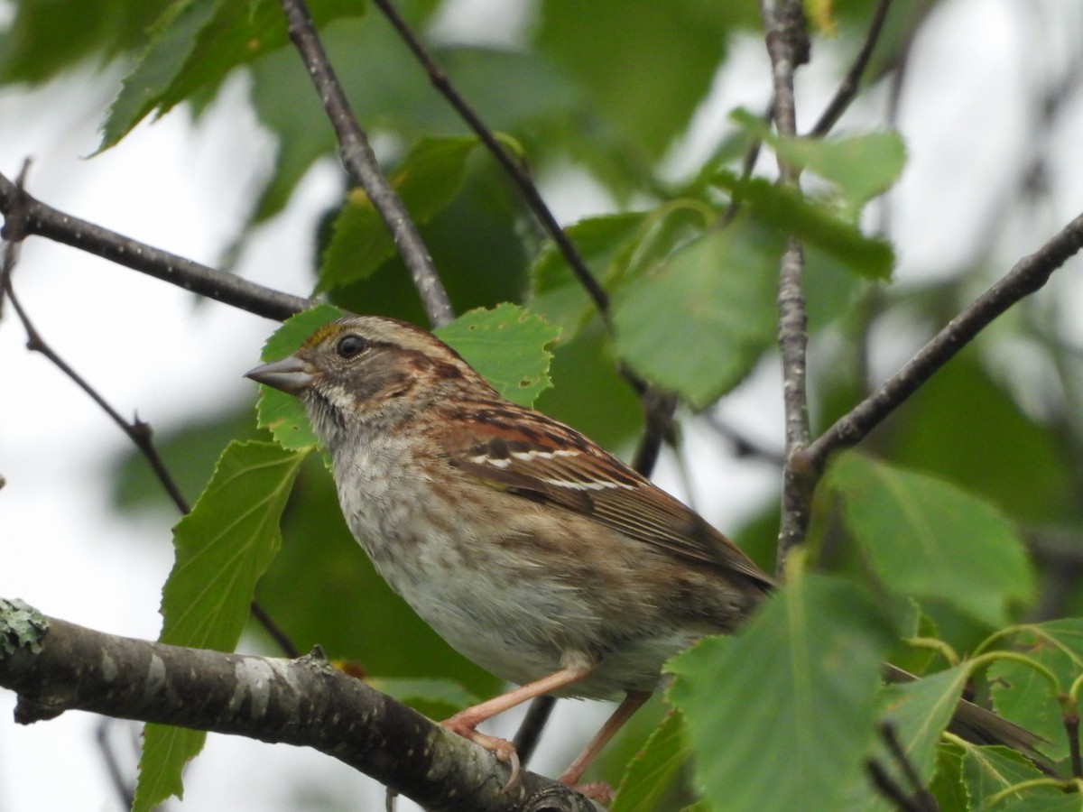 Savannah Sparrow - ML620358207