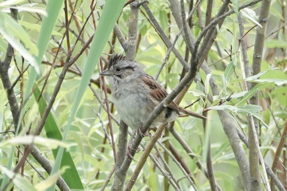 Swamp Sparrow - ML620358223