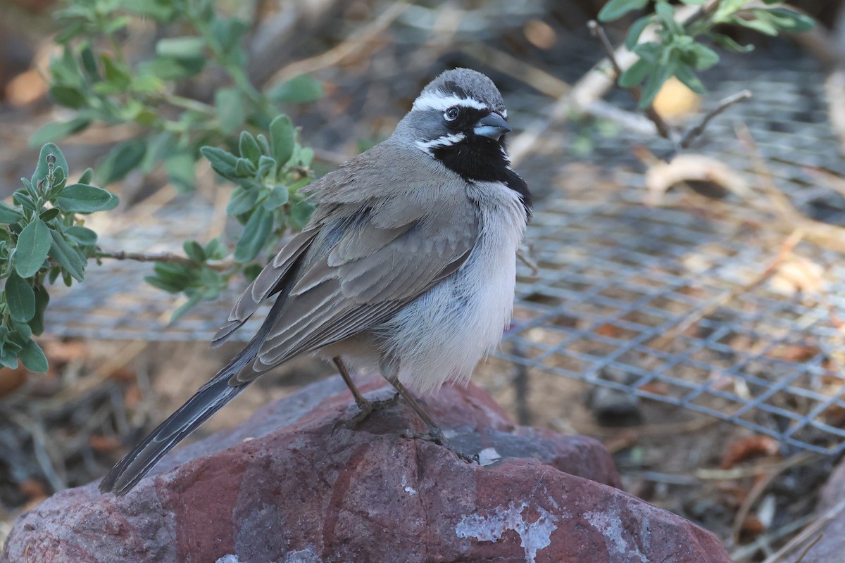 Black-throated Sparrow - ML620358224