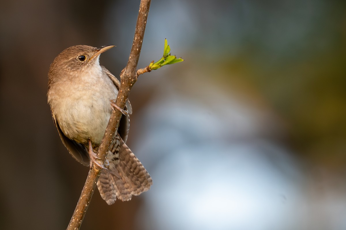 House Wren - ML620358228