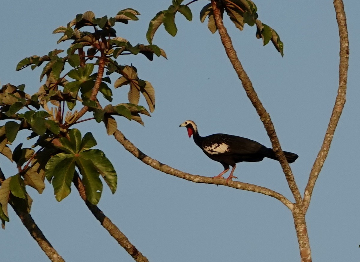Red-throated Piping-Guan - ML620358239