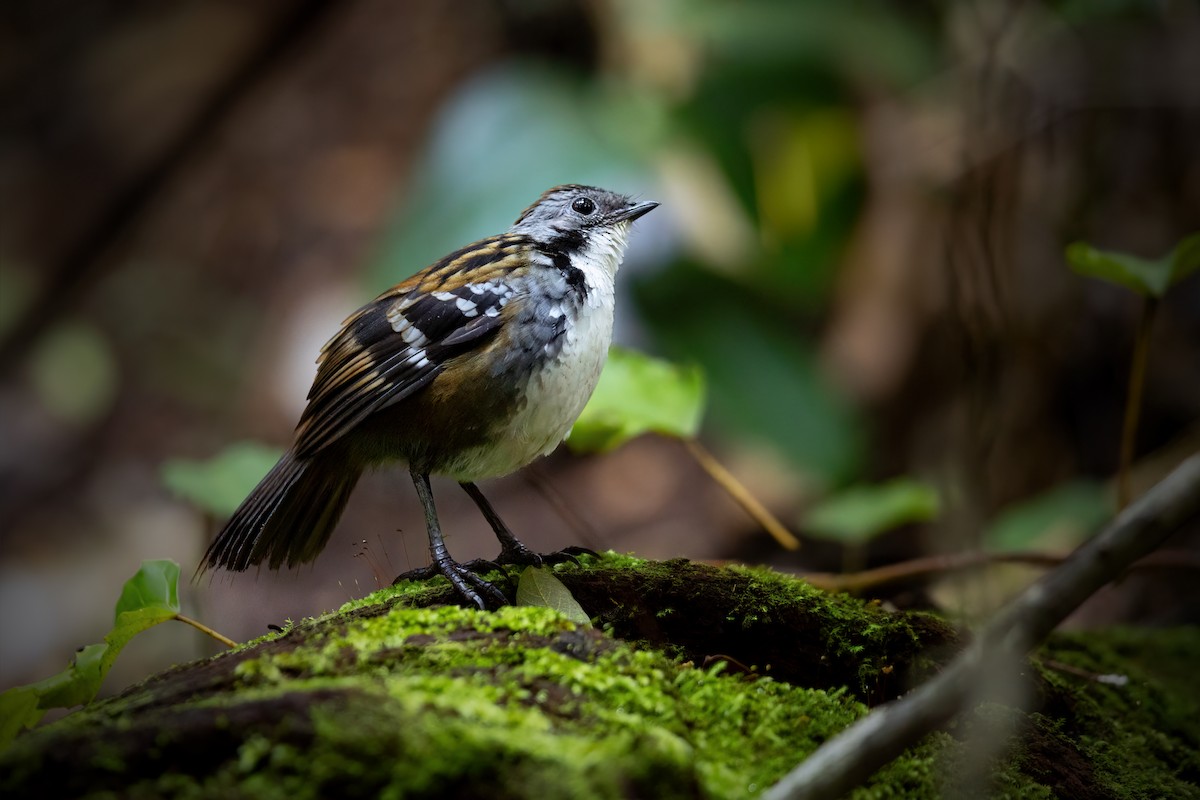 Australian Logrunner - ML620358241