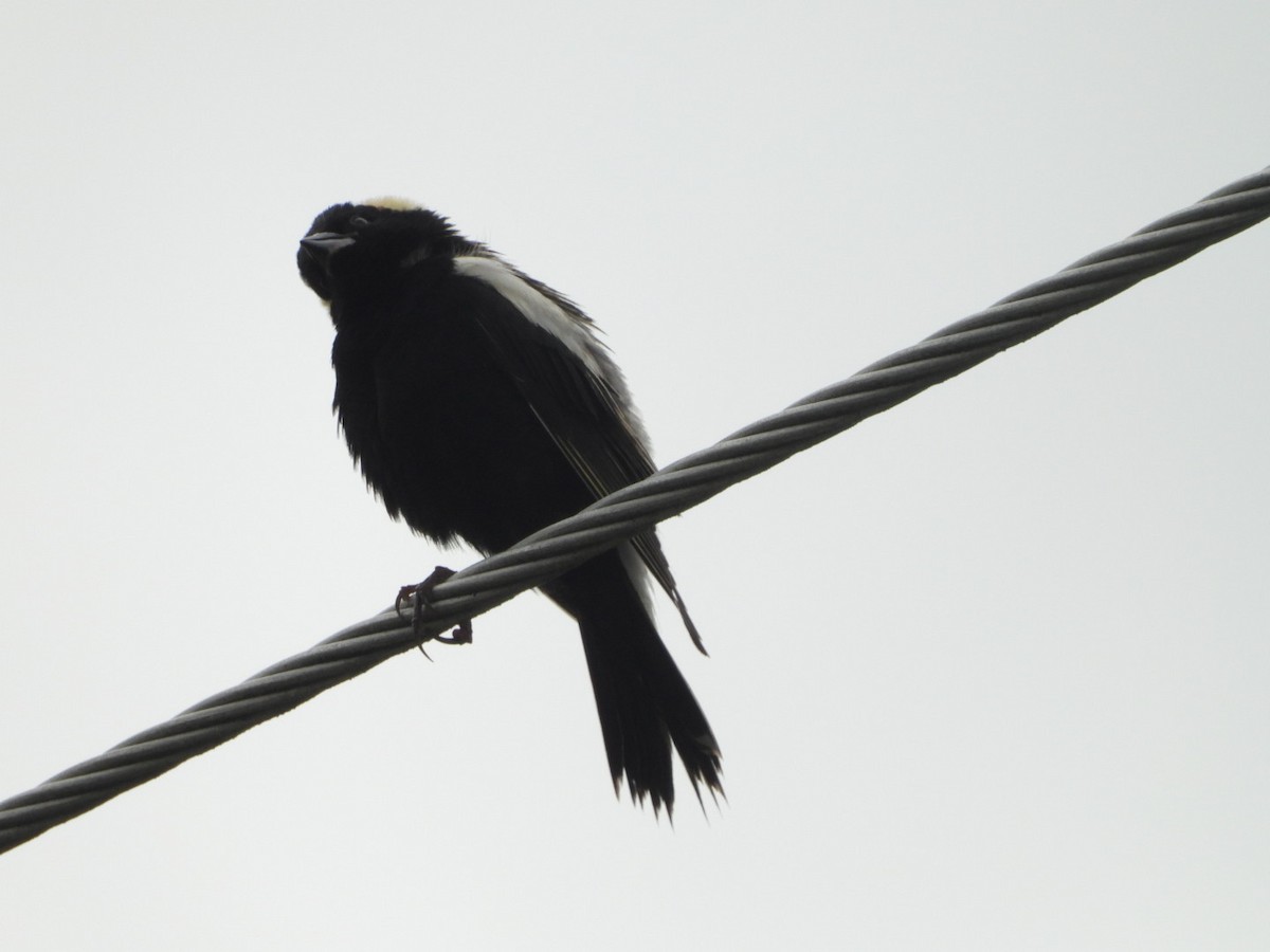 bobolink americký - ML620358249