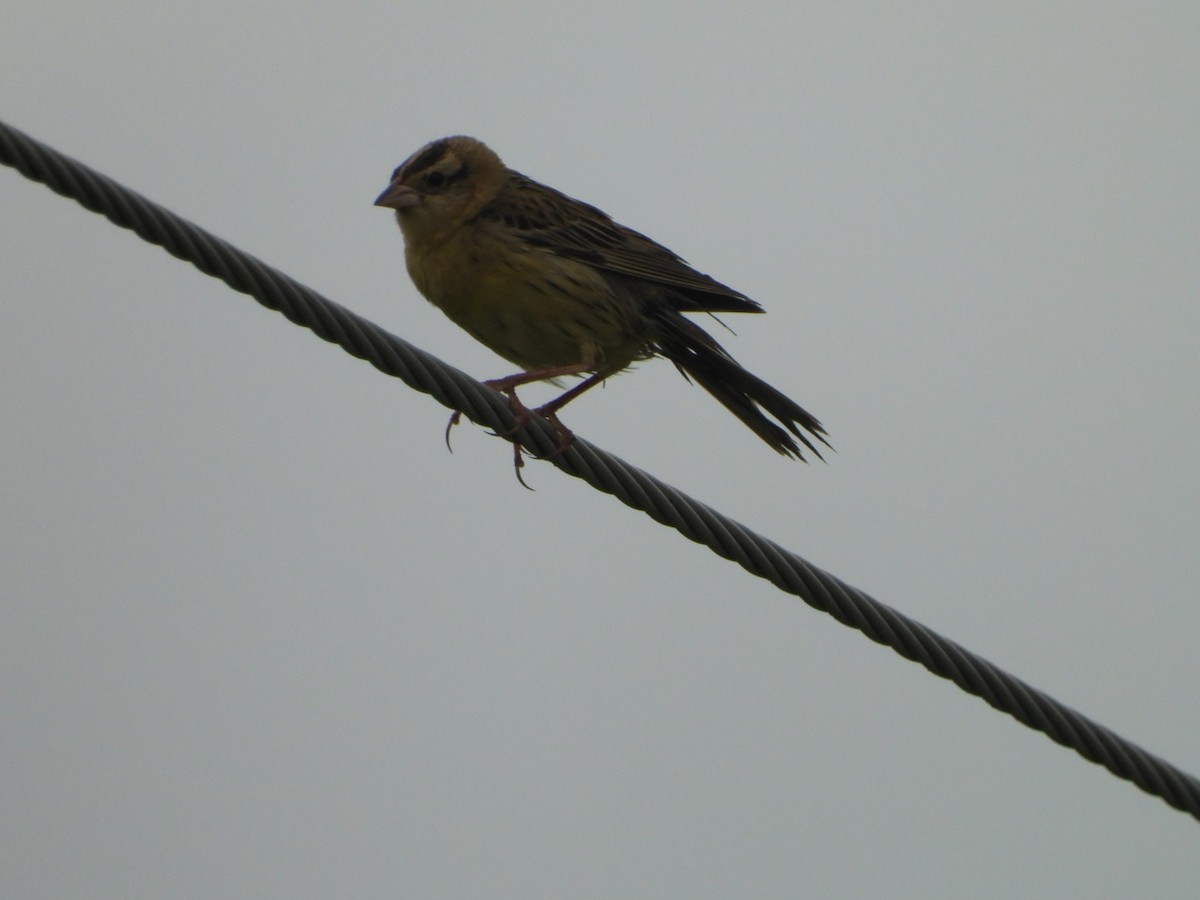 bobolink americký - ML620358250