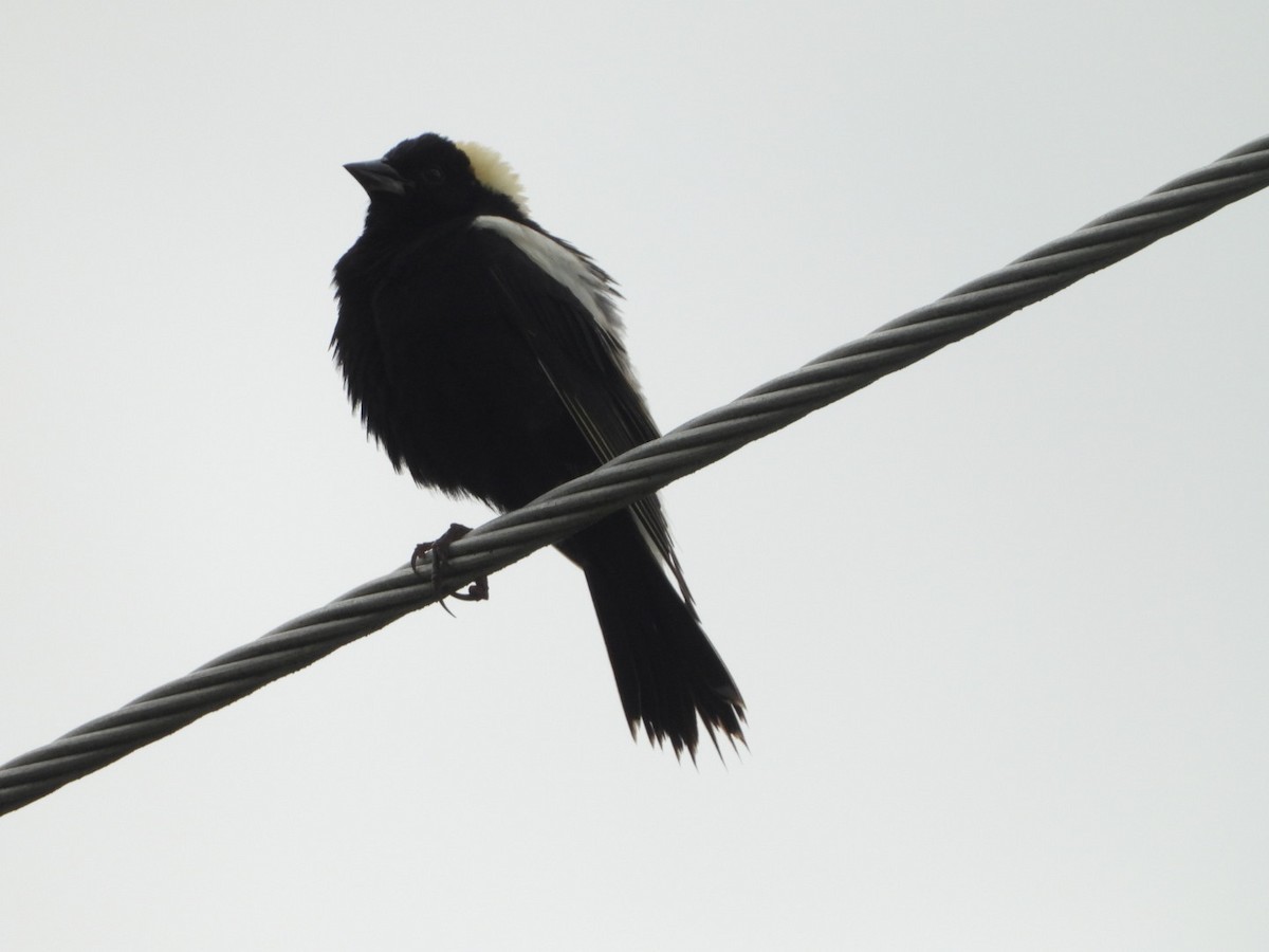 bobolink americký - ML620358251