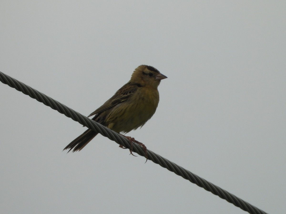 bobolink americký - ML620358253