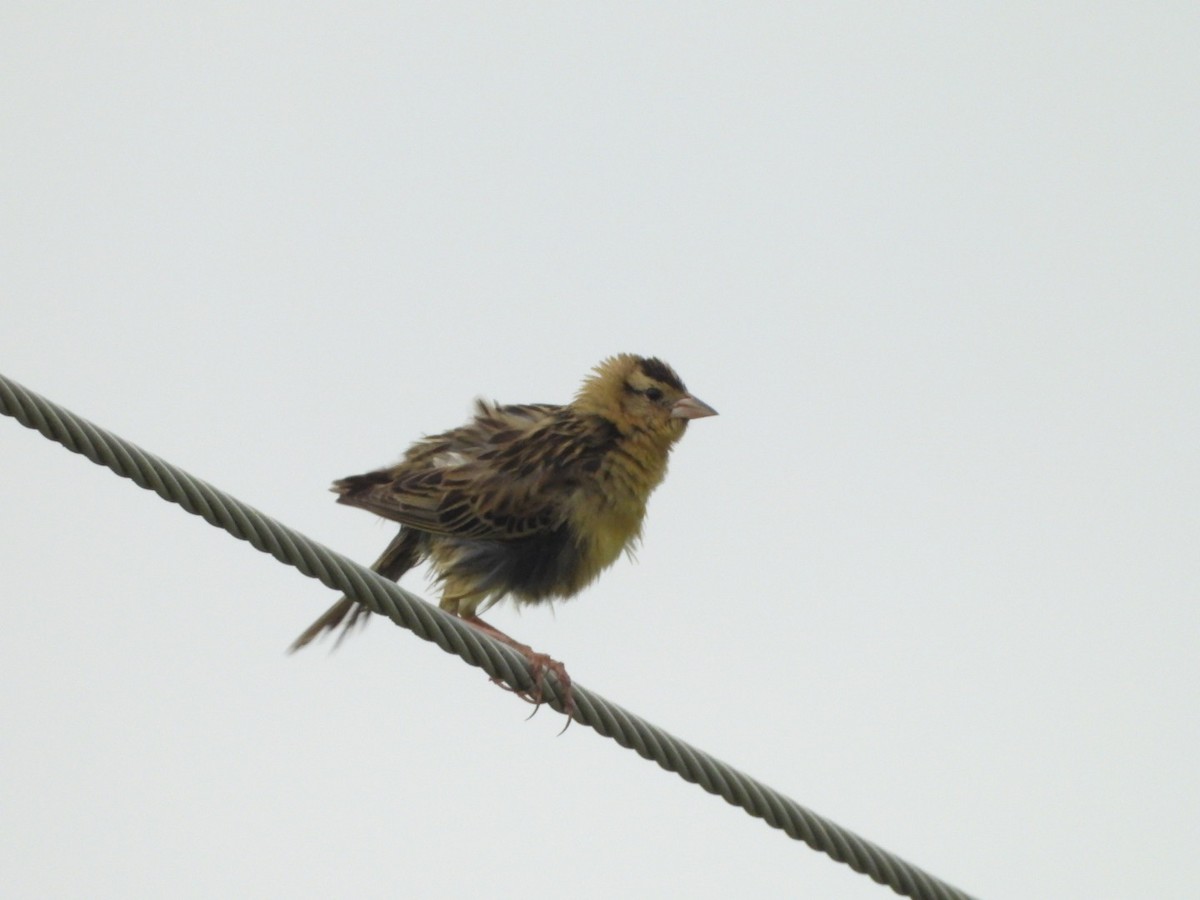 bobolink americký - ML620358254