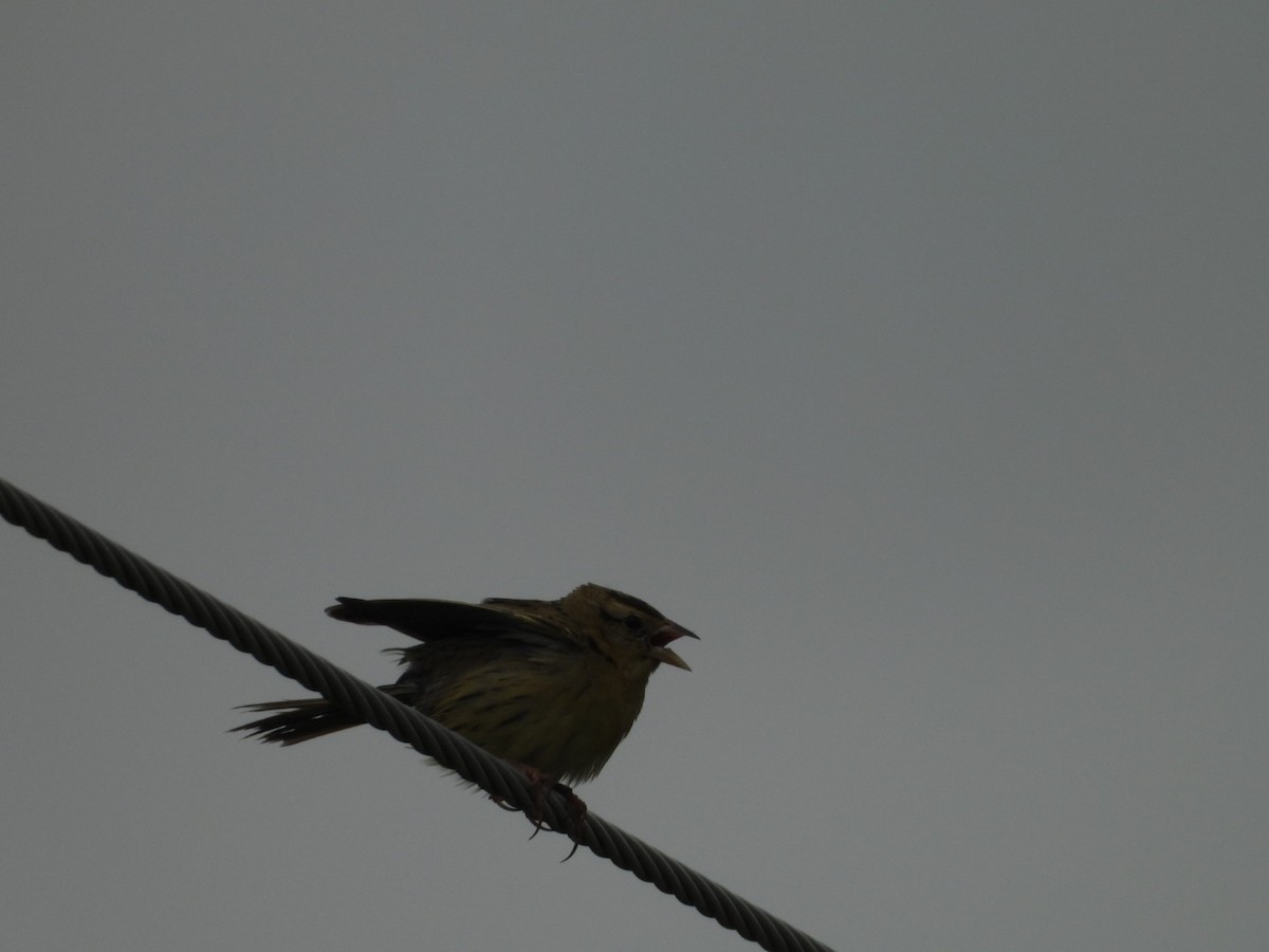 bobolink americký - ML620358255