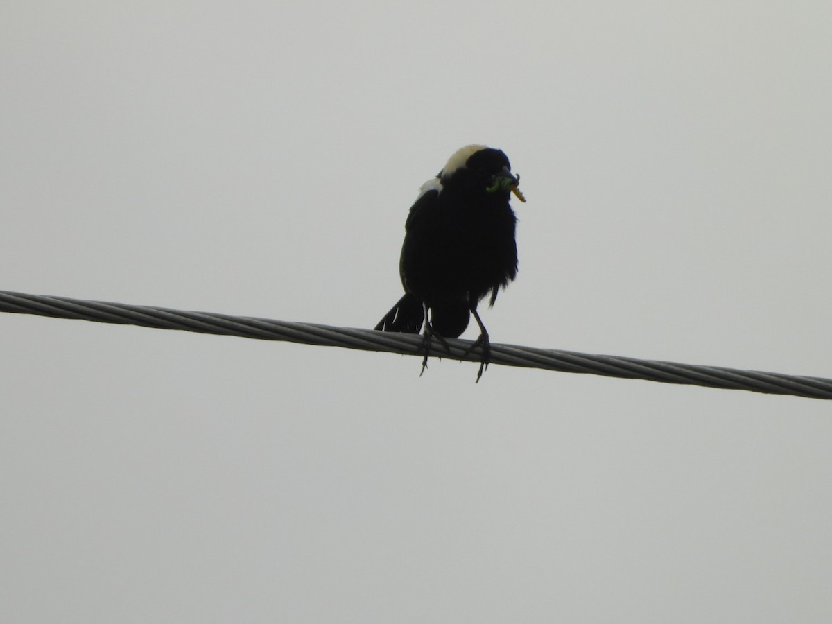 bobolink americký - ML620358256