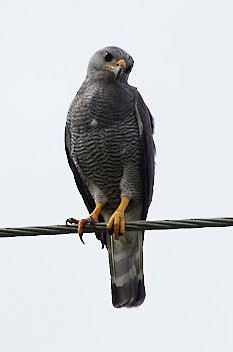 Roadside Hawk - ML620358263