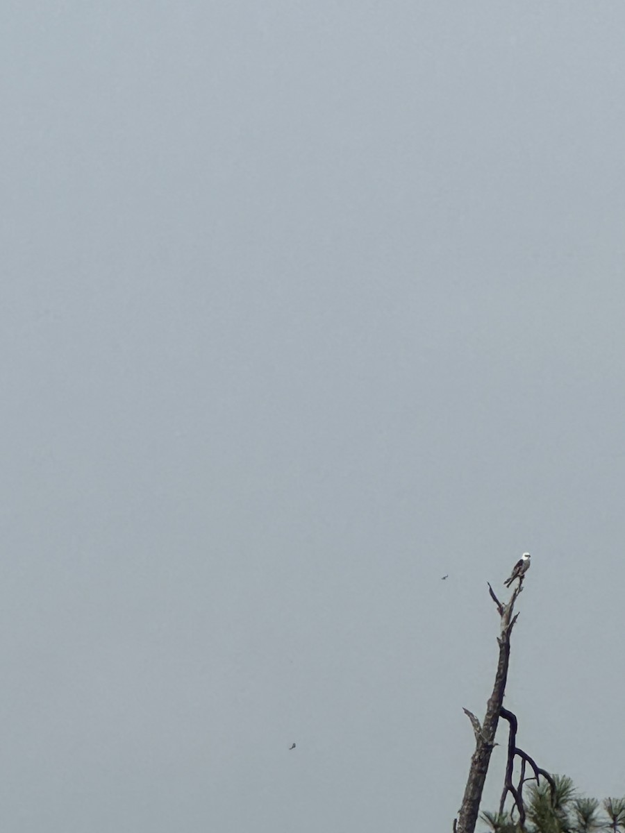 White-tailed Kite - ML620358264