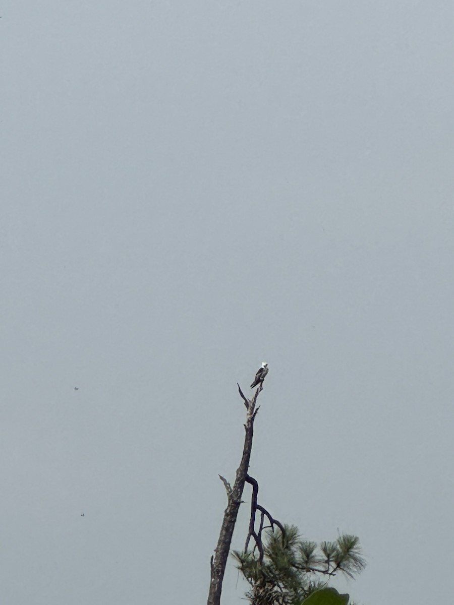 White-tailed Kite - ML620358265