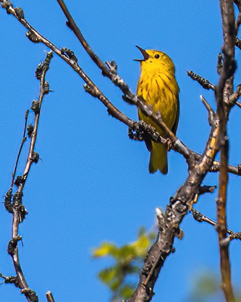 Northern Yellow Warbler - ML620358269